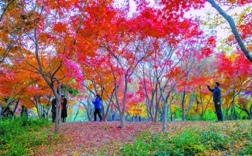 落叶满庭阶,初冬最美时!为满足市民观赏需求,昨日,济南开启“落叶缓扫”模式,同时公布落叶观赏指南,便于大家了解不同树种景观特点,把握最佳观赏地点及时间。近日,我省多地推行“落叶缓扫”,“解锁”城市独有的“彩色浪漫”,网友怒赞:热情敦厚的山东人,也有细致浪漫的一面。◎济南市园林和林业绿化局供图
